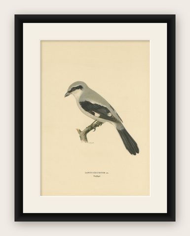 Antique Bird Print of the Great Grey Shrike by Von Wright, 1927, shown framed