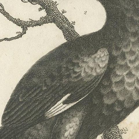 Antique Bird Print of Grackle Birds by Wilkes, 1801, close-up 2