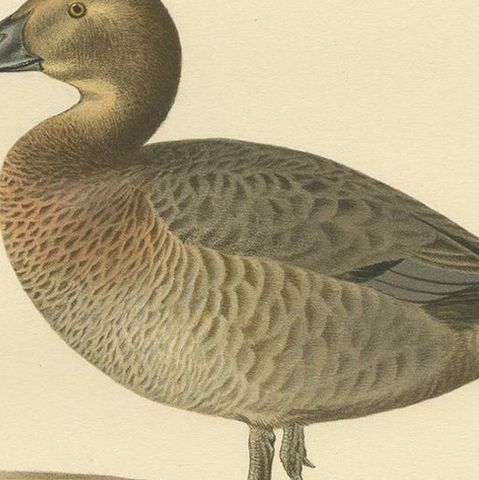 Antique Bird Print of the Female Common Pochard by Von Wright, 1929, close-up 2