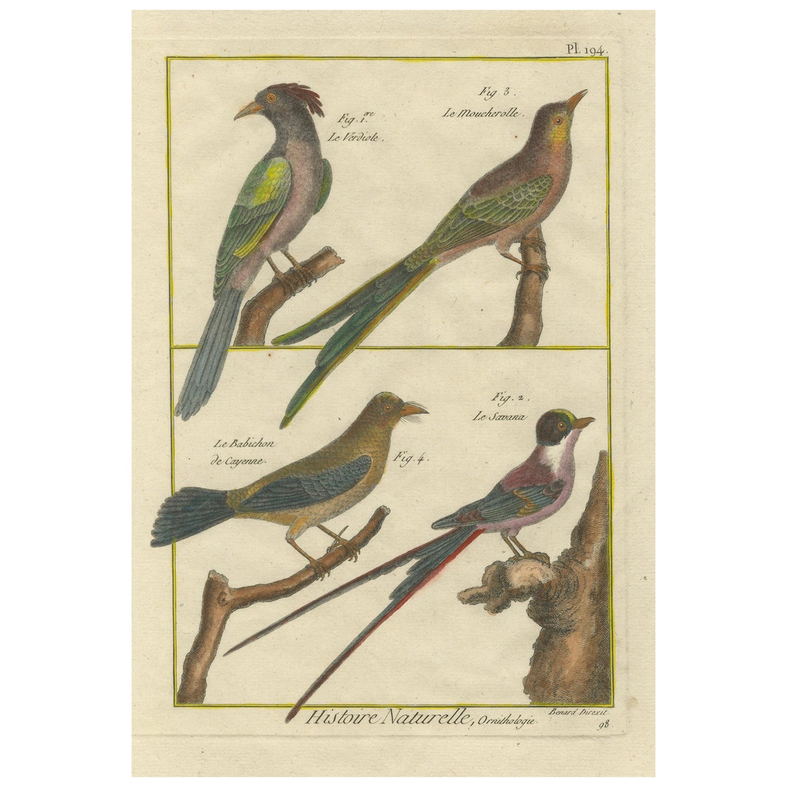 Hand-Colored Engraving of Exotic Tropical Birds from Histoire Naturelle, 1790