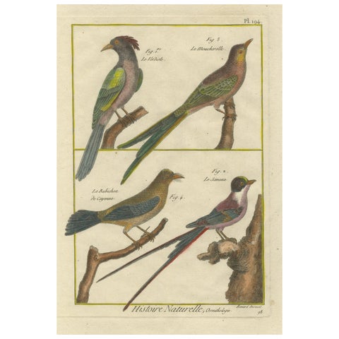 Hand-Colored Engraving of Exotic Tropical Birds from Histoire Naturelle, 1790