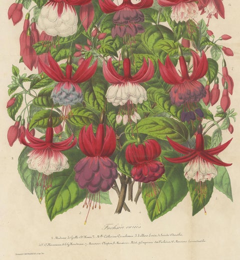 Antique handcolored Botany Print of Fuchsia Species, 1863, view 4