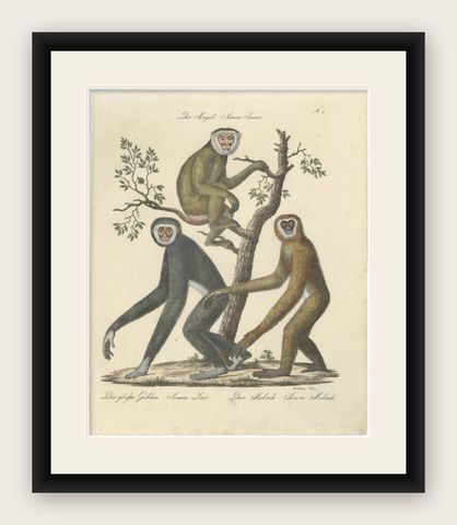 Antique Gibbons & Monkeys Lithograph by Karl Joseph Brodtmann, 1816, shown framed