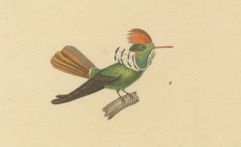 Ornithological Illustration of Hummingbirds by N.Huet and J.G.Prêtre, 1838, close-up 2