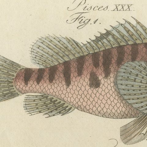 Lionfish, Chimaera, Scorpionfish and Boxfish, Antique Bertuch Print, circa 1805, close-up 3