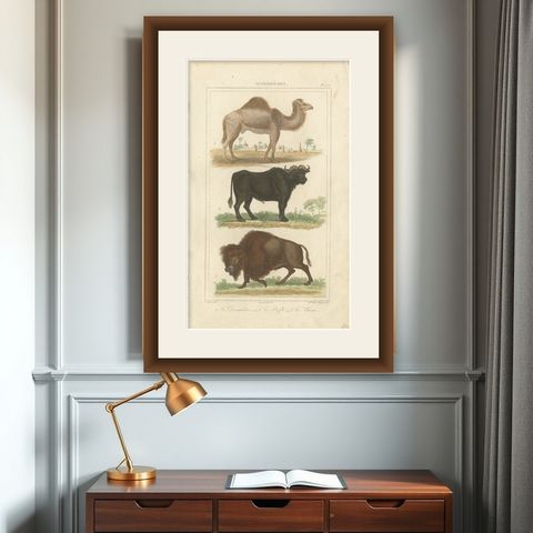 Buffon Dromedary Camel, Buffalo & Bison Hand-Colored Engraving, c.1835, shown framed on a wall