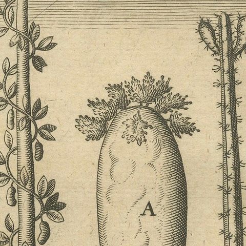 De Bry Engraving Expressio Germinum, Exotic Plants of St. Lawrence Island, 1598, close-up 6