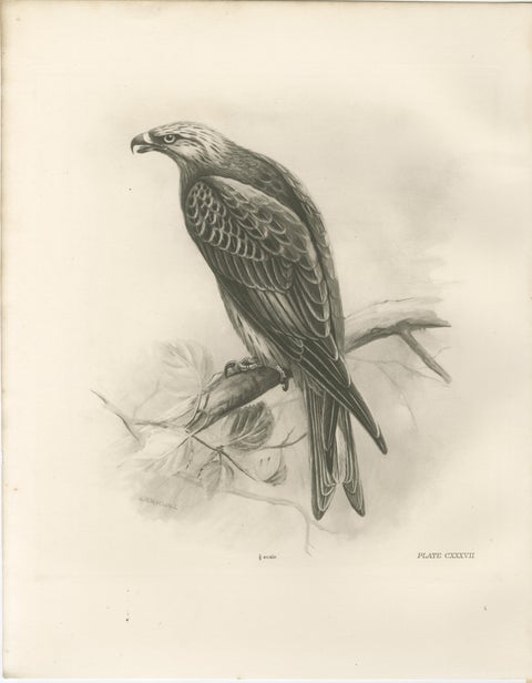 Antique Honey Buzzard Bird Prints by Lilian M. Medland, Set of Two, 1908, view 2