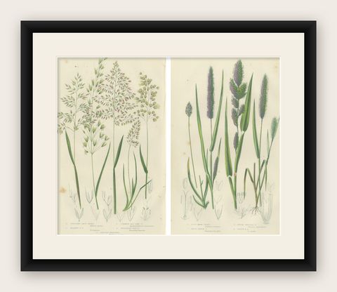 European Quillwort and Pillwort Antique Botanical Print, 1873, shown framed