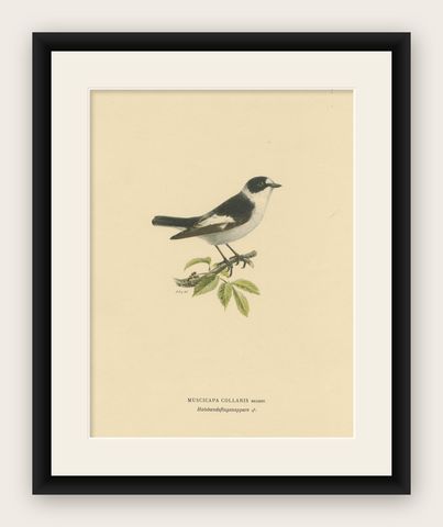 Monochrome Elegance: Bird Print of The Collared Flycatcher by Von Wright, 1927, shown framed