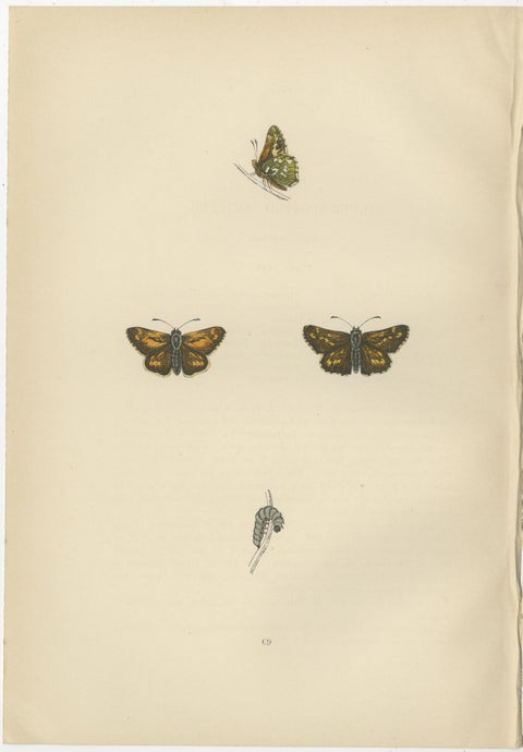 Swift Shadows and Gilded Wings: The Art of Morris's Skippers from Britain, 1890, view 4