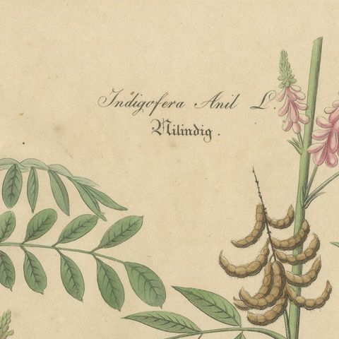 Antique Indigo & Madder Botanical Print, Indigofera & Rubia Tinctorum, c.1831, close-up 5