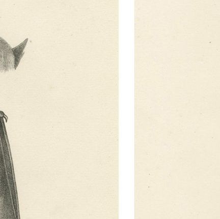 Anatomical Studies of Bats from 'The Mammals' Natural History Lithographs, 1836, close-up 6