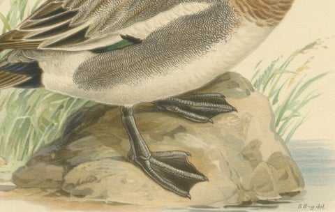 Rustic Grace: A Vintage Print of The Eurasian Wigeon by Magnus von Wright, 1929, close-up 2