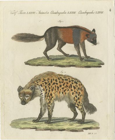Cross Fox and Spotted Hyena, Antique Bertuch Print, Vienna, circa 1812, view 2