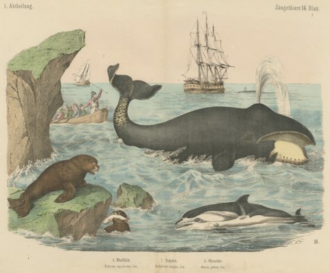 Antique Whaling Scene Print with Bowhead Whale, Dolphin and Sea Lion, circa 1890
