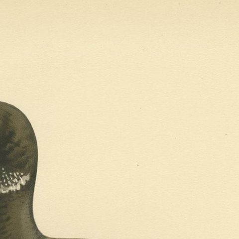 Antique Bird Print of the Brent Goose by Von Wright, 1929, close-up 1