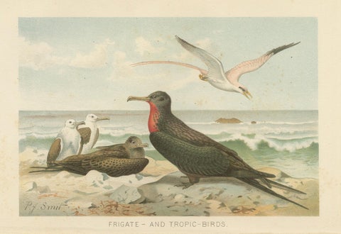 Antique Frigate Bird & Tropic Bird Print, Coastal Scene Lithograph, c.1895, close-up 1