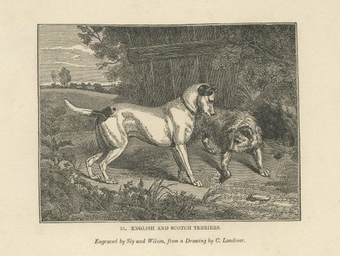 Antique Print of Terriers and Merino Sheep, 1835, close-up 1
