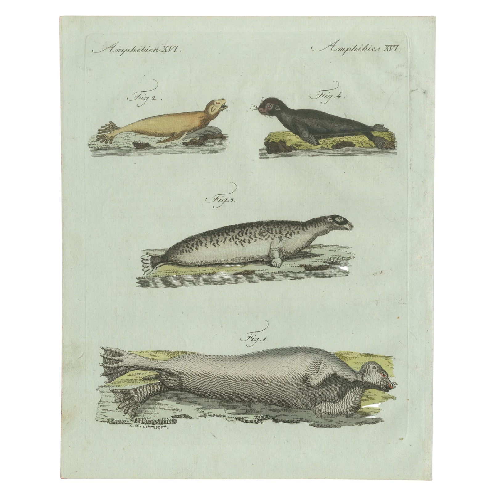 Original Antique Print of Four Seals by Bertuch, c. 1800