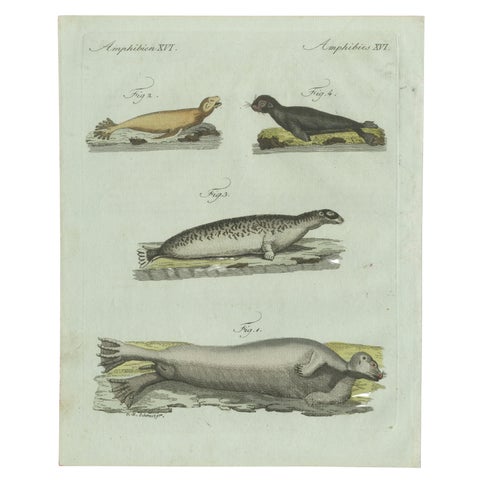 Original Antique Print of Four Seals by Bertuch, c. 1800