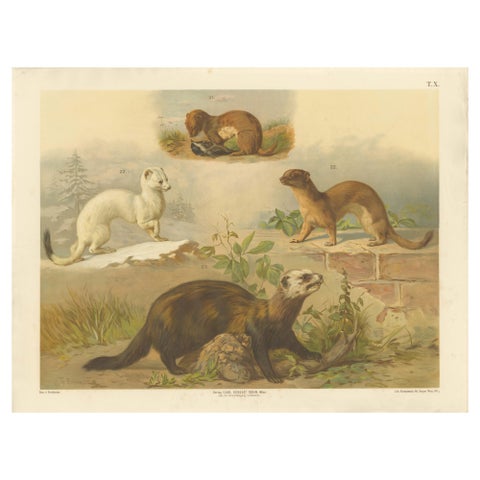 Large Antique Zoology Poster, Stoat, Weasel, Polecat c.1880