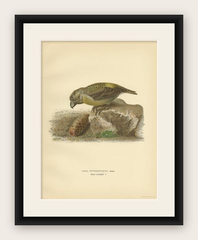 Antique Bird Print of the Female Parrot Crossbill by Von Wright, 1927, shown framed