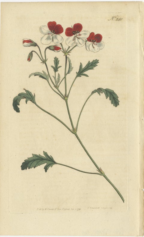 Set of 3 Antique Botany Prints, Crane's Bill, Leadwort, Ipomoea, 1794, view 4