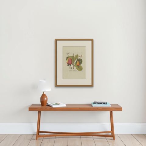 Antique Botany Print of a Cashew Tree by Plenck, 'circa 1790', shown framed on a wall