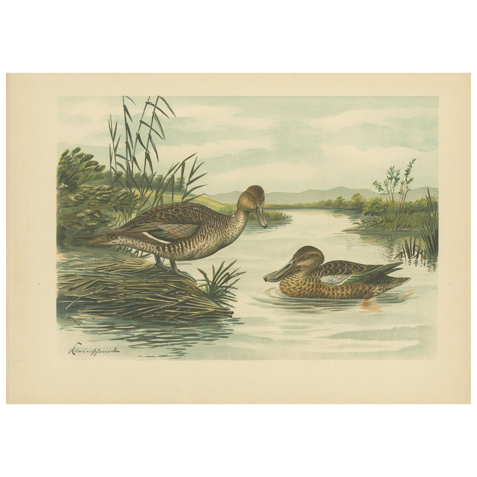 Northern Shoveler Ducks by Reinhold Schmidt, Antique Bird Print c.1895