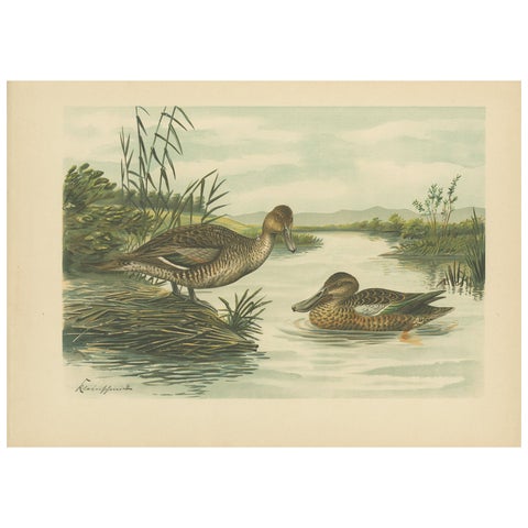 Northern Shoveler Ducks by Reinhold Schmidt, Antique Bird Print c.1895
