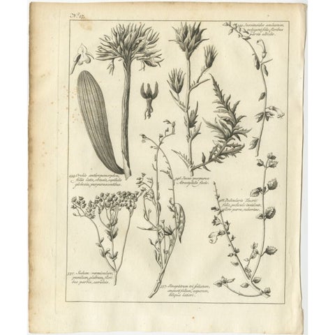 Antique Print of Stonecrop and Other Plants, 1773, view 2