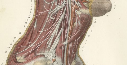 The Cervical Plexus, Antique Hirschfeld Anatomy Print, 1866, view 4