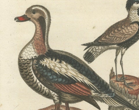 Engraving of the Long-Tailed Duck and Spur-Winged Lapwing by Seligmann, ca.1770, close-up 2