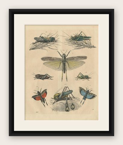 Antique Animal Print of various Insects 'Grasshopper' by C. Hoffmann, 1847, shown framed