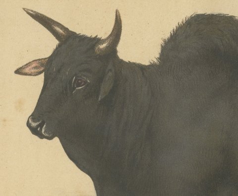 Zebu Bull, Humped Cattle Chromolithograph by Olivier de Penne, 1863, close-up 1
