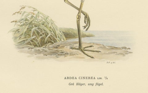 The Young Grey Heron from the "Svenska Fåglar Lithographs Series, 1929, close-up 1
