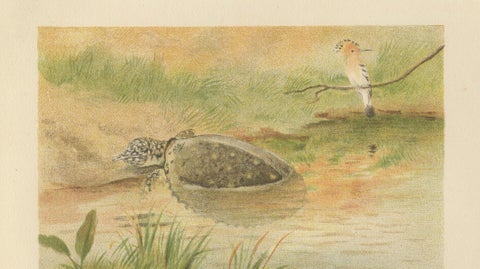 Soft River Tortoises, Antique Reptile Natural History Print, c.1895, close-up 3
