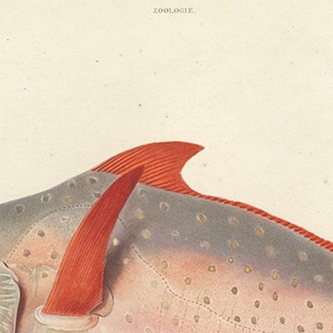 Antique Print of the Opah or Moonfish, Hand-Colored Lithograph, 1845, close-up 4