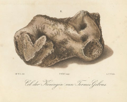 Antique Lithographs of Termite Queen Cells, Termes Gibus, Sumatra c.1887, close-up 7