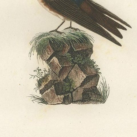 Antique Bird Print of the Cave Swallow by Vieillot, '1807', close-up 2