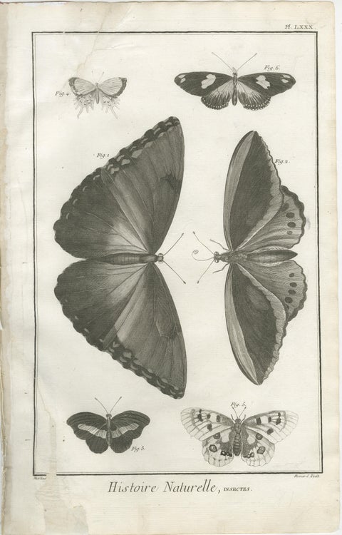 Set of Three Antique Engravings, Butterflies and Moths, 18th Century c.1770, view 2