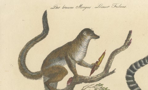 Antique Ring-Tailed Lemur Lithograph by Karl Joseph Brodtmann, 1816, close-up 2