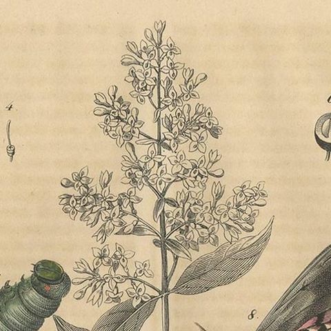 Antique Animal Print of a Moth, Caterpillar and Pupa by C. Hoffmann, 1847, close-up 1
