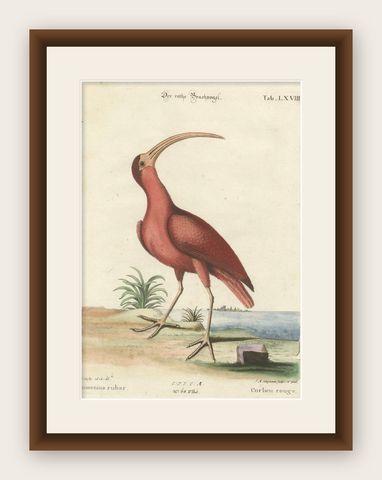 Hand-Colored Engraving of the Red Curlew by Johann Michael Seligmann, ca.1770, shown framed