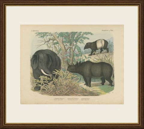 Antique Elephant and Rhinoceros Print with Tapir, Kolb Mammals, circa 1890, shown framed