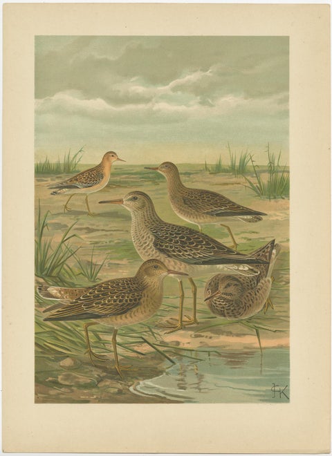 Set of 2 Antique Chromolithographs of Waders, Ruff and Common Snipe, c.1890, view 2