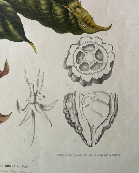Theobroma Cacao, Cocoa Tree Botanical Lithograph c.1863, view 5