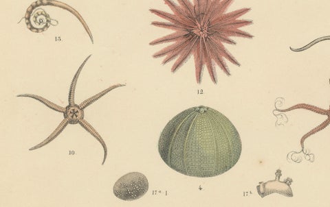 Echinoderms Print: Starfish, Sea Urchins, Brittle Stars, Sea Cucumbers, 1867, close-up 1