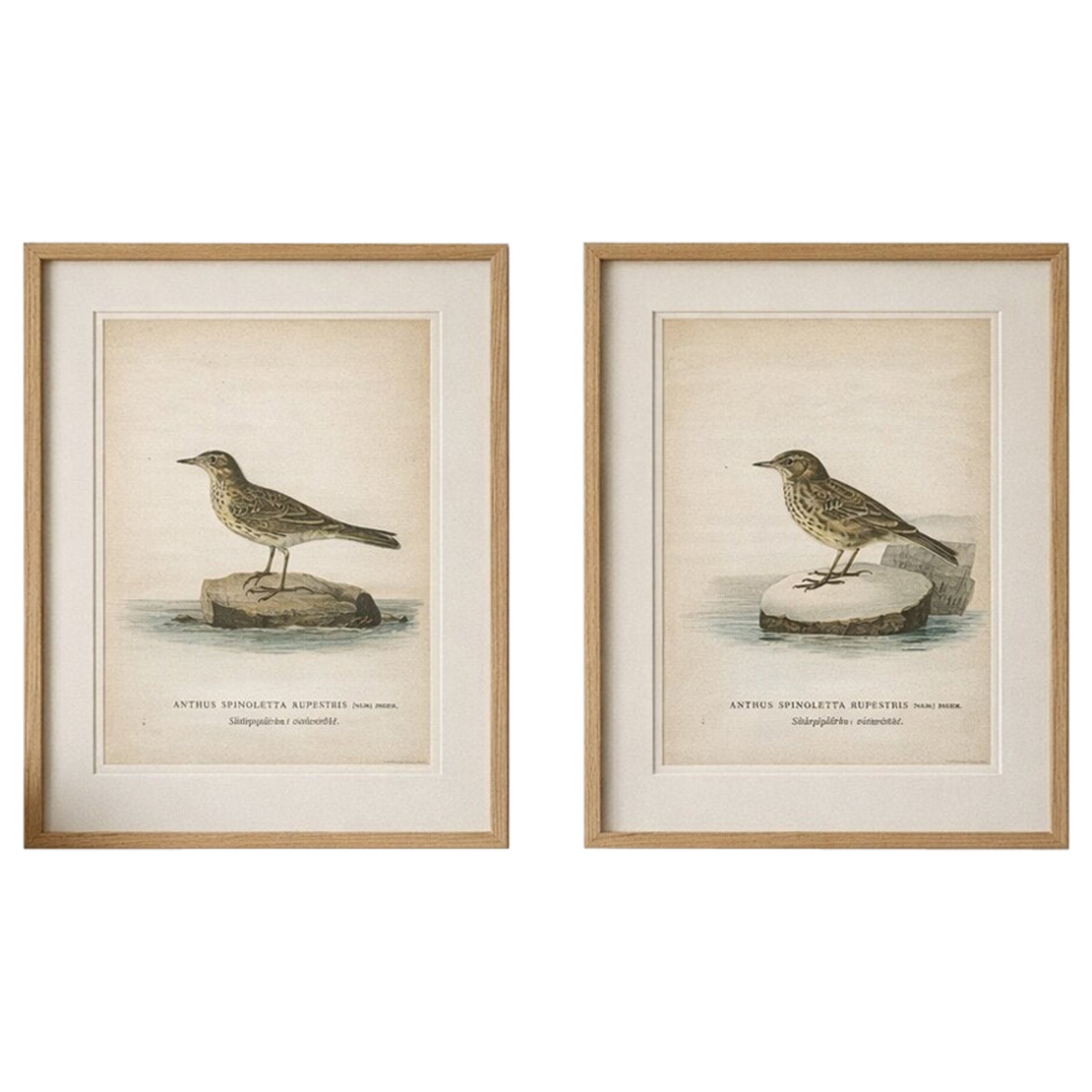 Minimalist Scandinavian Bird Lithographs, Nordic Alpine Pipit Study Pair, 1929